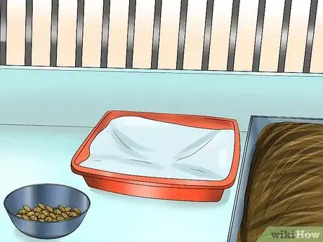 Imagem intitulada Care for Dutch Rabbits Step 7