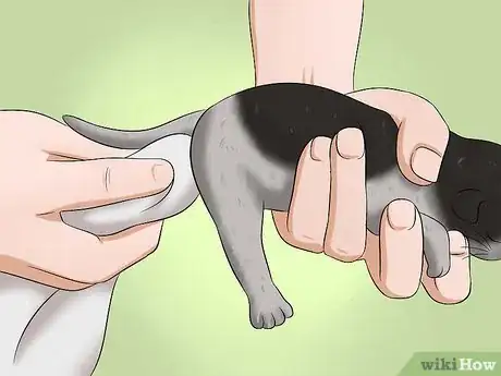 Imagem intitulada Make a Kitten Poop Step 3