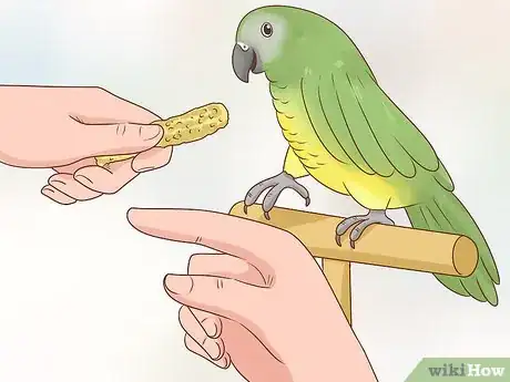 Imagem intitulada Train a Parrot Step 10