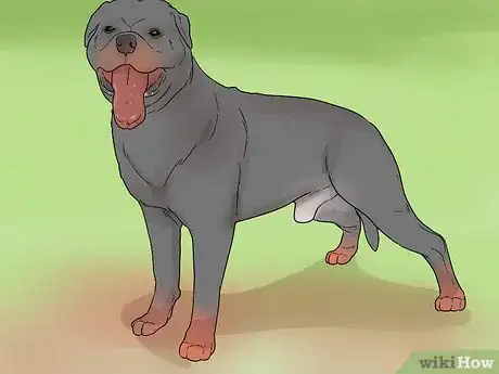 Imagem intitulada Identify a Rottweiler Step 11