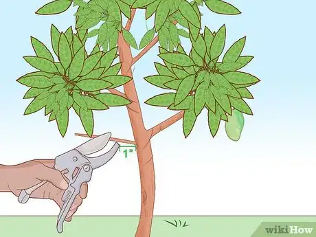 Imagem intitulada Grow a Mango Tree Step 16