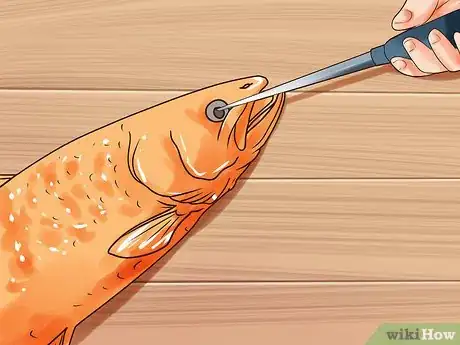 Imagem intitulada Humanely Kill a Fish Step 16