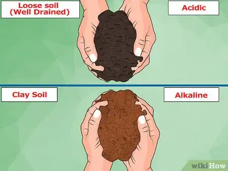 Imagem intitulada Acidify Soil Step 5