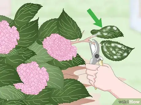 Imagem intitulada Keep Hydrangeas Alive Step 14
