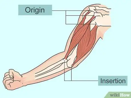 Imagem intitulada Study Muscle Anatomy Step 3