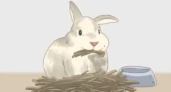 Saber Se a Sua Coelha Está Grávida
