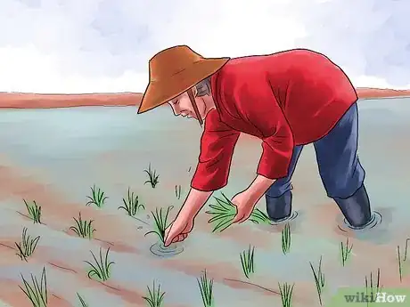 Imagem intitulada Grow Rice Step 7