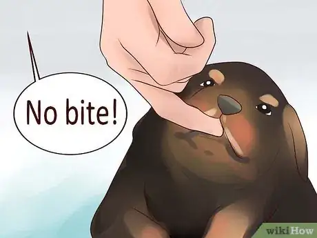 Imagem intitulada Train Your Rottweiler Puppy With Simple Commands Step 6