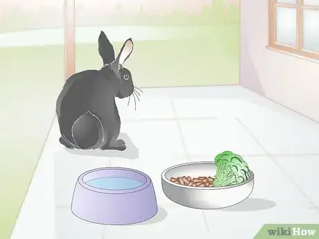 Imagem intitulada Treat Wry Neck in Rabbits Step 4