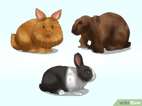 Imagem intitulada Buy a Rabbit Step 11
