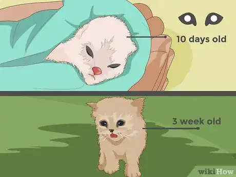 Imagem intitulada Catch a Stray Kitten Step 2