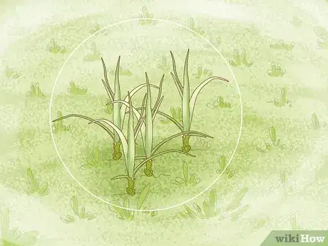 Imagem intitulada Get Rid of Nutgrass Step 1