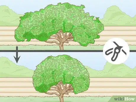 Imagem intitulada Prune a Lemon Tree Step 6