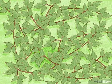 Imagem intitulada Identify Weeds Step 16