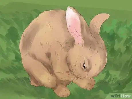 Imagem intitulada Understand Your Rabbit Step 6