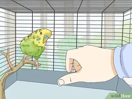 Imagem intitulada Hand Train a Parakeet Step 8