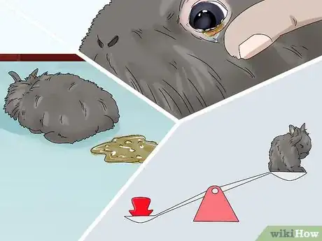 Imagem intitulada Care for Lionhead Rabbits Step 13