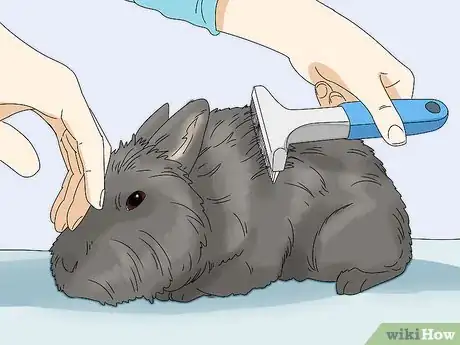 Imagem intitulada Care for Lionhead Rabbits Step 11