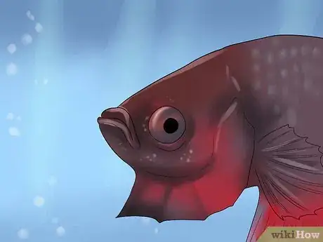 Imagem intitulada Identify Different Betta Fish Step 11