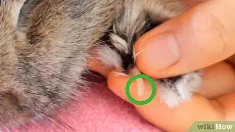 Imagem intitulada Cut a Rabbit's Claws Step 11