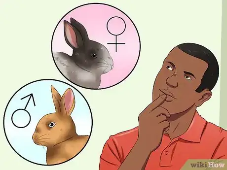 Imagem intitulada Buy a Rabbit Step 13