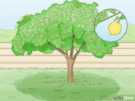 Imagem intitulada Prune a Lemon Tree Step 9