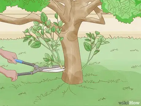Imagem intitulada Prune a Lemon Tree Step 5