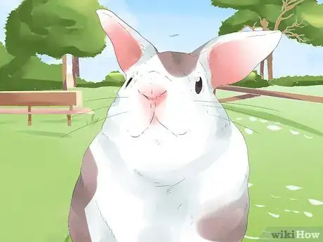 Imagem intitulada Understand Your Rabbit Step 9