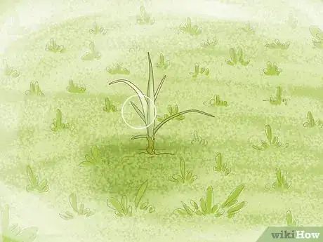 Imagem intitulada Get Rid of Nutgrass Step 17