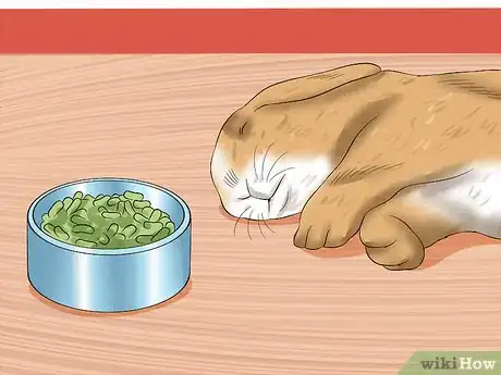 Imagem intitulada Treat Digestive Problems in Rabbits Step 1