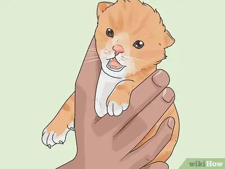 Imagem intitulada Tell How Old a Kitten Is Step 4