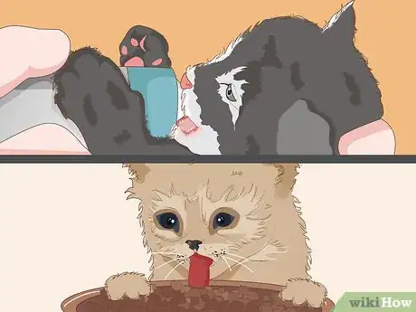 Imagem intitulada Catch a Stray Kitten Step 5