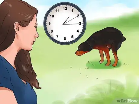 Imagem intitulada Train a Rottweiler Step 18