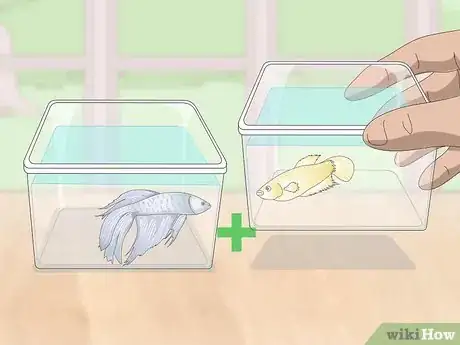 Imagem intitulada Selectively Breed Betta Fish Step 5