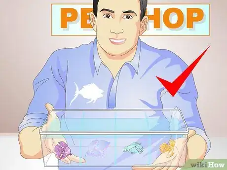 Imagem intitulada Selectively Breed Betta Fish Step 1