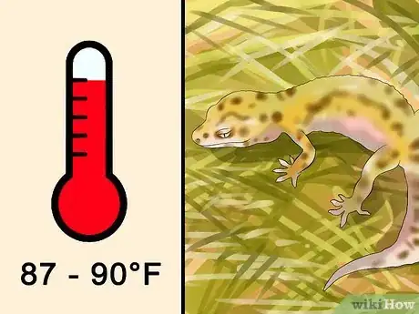 Imagem intitulada Catch a Gecko Step 3