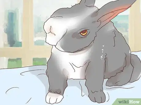Imagem intitulada Deal with a Sick Rabbit Step 11