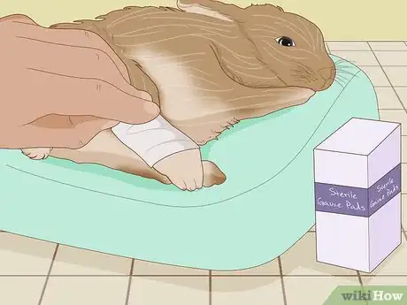 Imagem intitulada Care for an Injured Rabbit Step 8