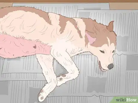 Imagem intitulada Breed Husky Dogs Step 16