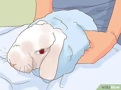 Imagem intitulada Deal with a Sick Rabbit Step 10