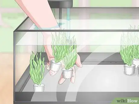 Imagem intitulada Selectively Breed Betta Fish Step 9