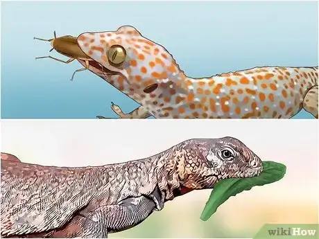 Imagem intitulada Feed a Lizard Step 2