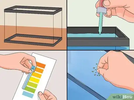 Imagem intitulada Save a Dying Betta Fish Step 16