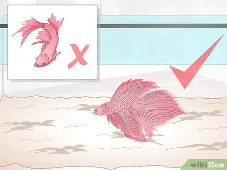 Imagem intitulada Train Your Betta Fish Step 2