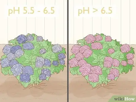 Imagem intitulada Make Hydrangeas Purple Step 7