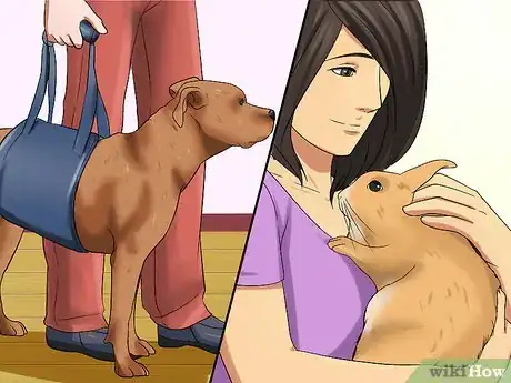 Imagem intitulada Introduce a Dog and a Rabbit Step 8