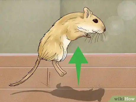 Imagem intitulada Understand Gerbil Body Language Step 1