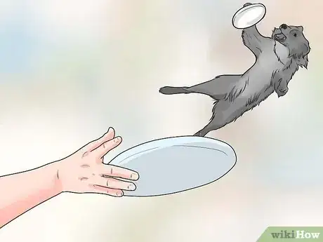Imagem intitulada Train Border Collies Step 15