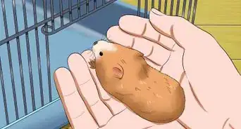 Ganhar a Confiança do seu Hamster