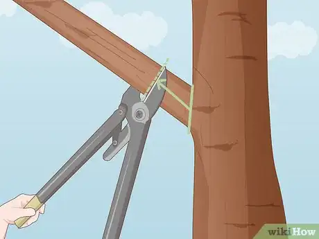Imagem intitulada Prune a Tree Step 11